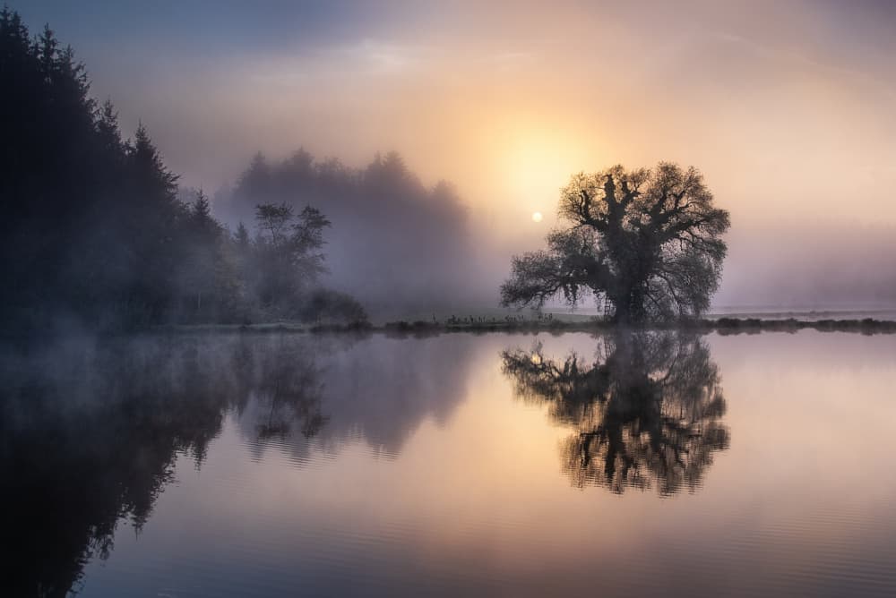 Golden Mist Tree by Ulrike Eisenmann — canvas wall art