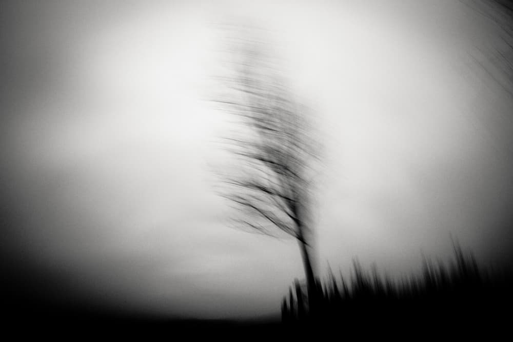 Abstract Motion Tree by Dorit Fuhg — canvas wall art