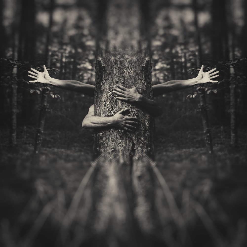 Deep Forest Embrace by Amir Bajrich — canvas wall art