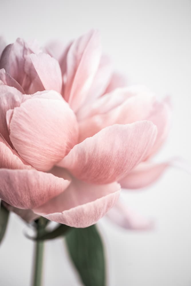 Peony 3 by Mareike Böhmer — canvas wall art