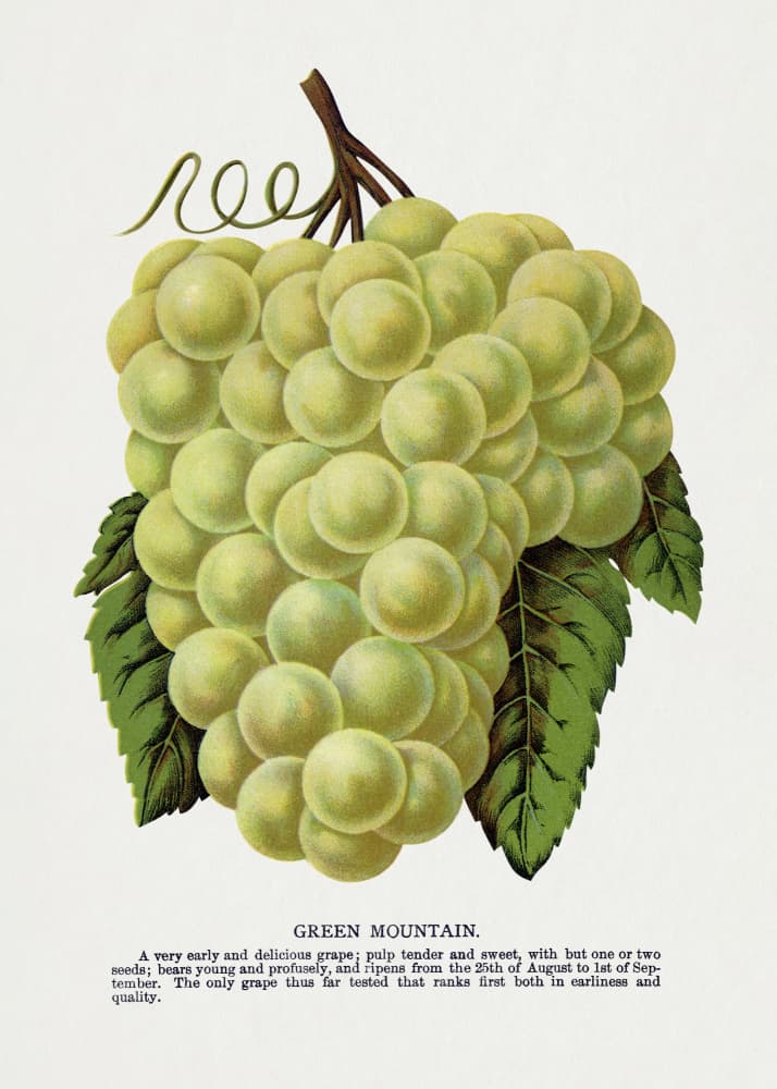 Green Mountain Grape Lithograph by Botanical Specimen Rochester Lithographing — canvas wall art