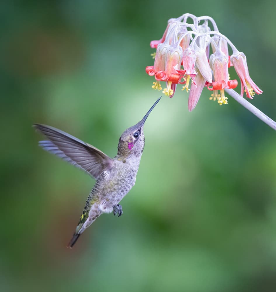 Hummingbird Nectar Bloom by Xiaojian Huang — canvas wall art