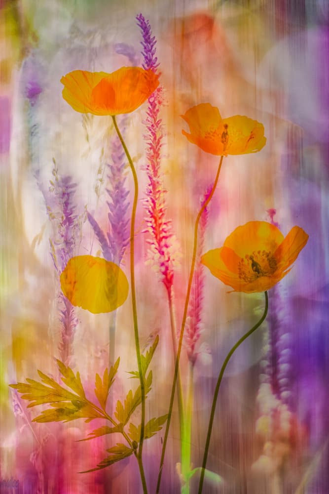 Vibrant Poppy Dream