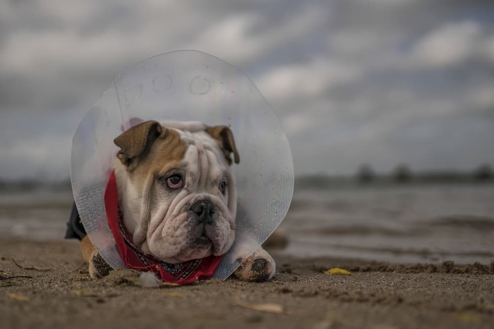 Pensive Bulldog Beach Day by Gert van den Bosch — canvas wall art