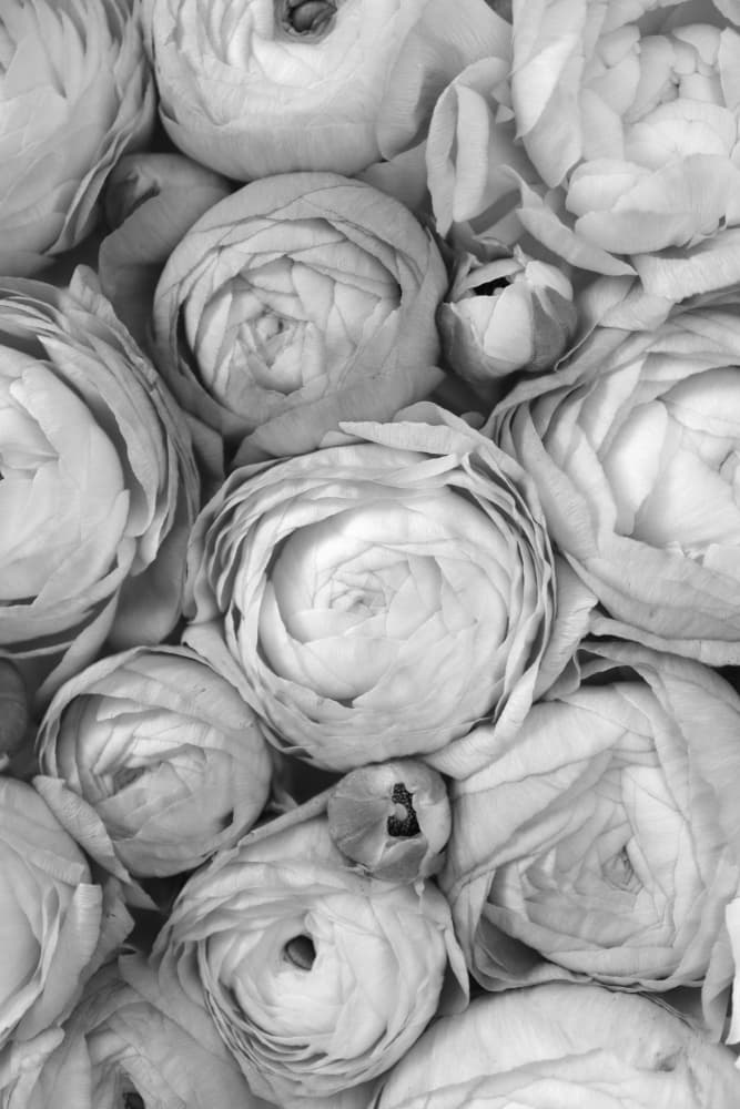 Elegant Ranunculus Blooms by Rosana Laiz Blursbyai — canvas wall art