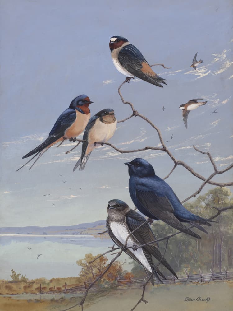 Swallows 002 By Allan Brooks by Allan Brooks — canvas wall art
