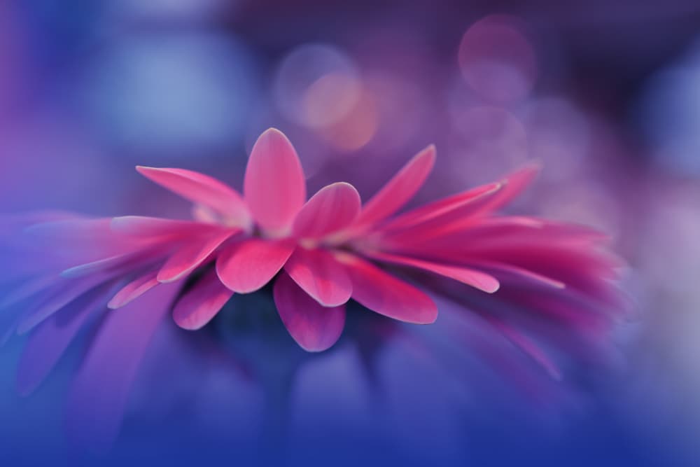 Soft Magenta Bloom by Juliana Nan — canvas wall art