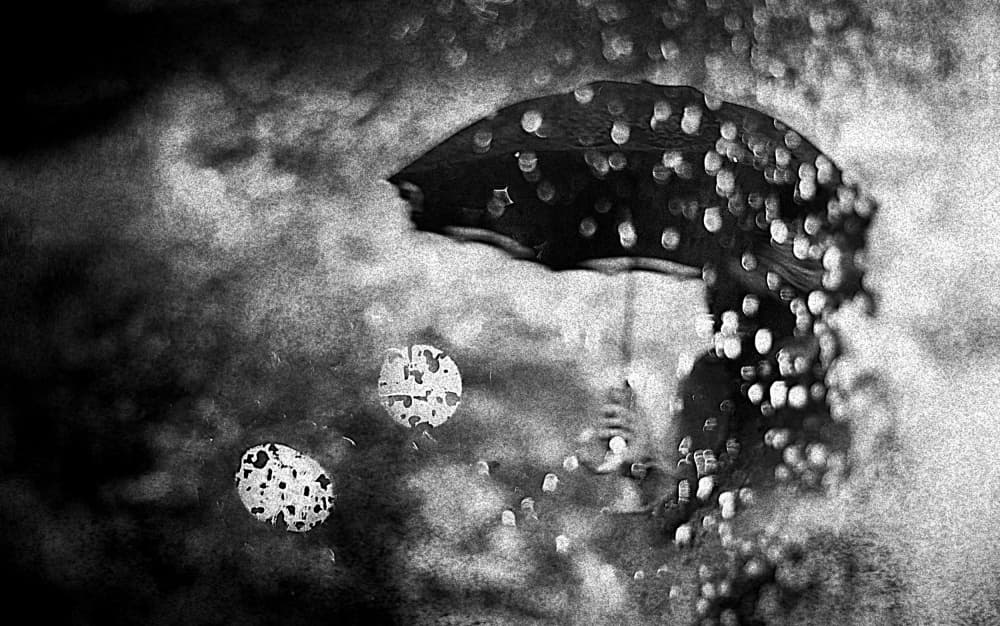 Rainy Day Umbrella by Teruhiko Tsuchida — canvas wall art