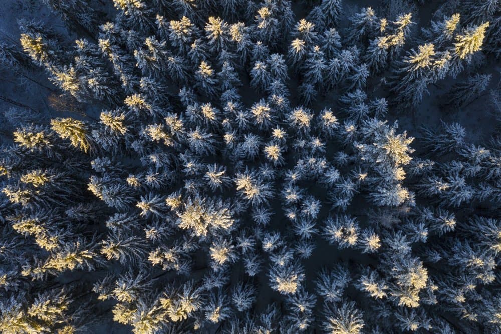 Sunlit Winter Treetops by Dmitry Doronin — canvas wall art