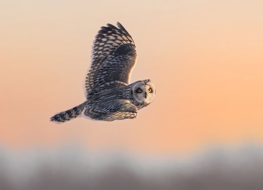 Majestic Owl Flight by Jasmine Suo — canvas wall art
