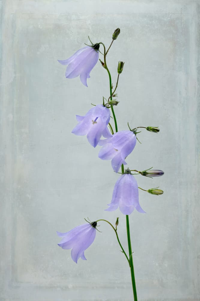 Lavender Bellflower Blooms by Johan Lennartsson — canvas wall art