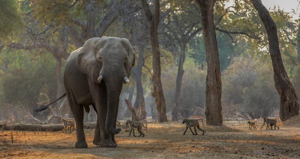 Elephant and Baboons Safari by Jannes Drotsky — canvas wall art