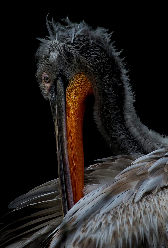 Dramatic Pelican Portrait by Chris Coenders — canvas wall art