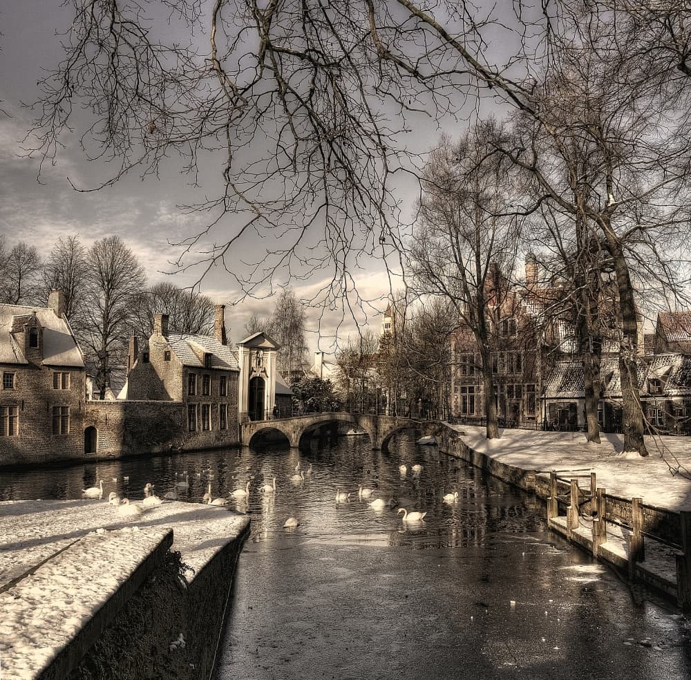 Winter Canal Swans