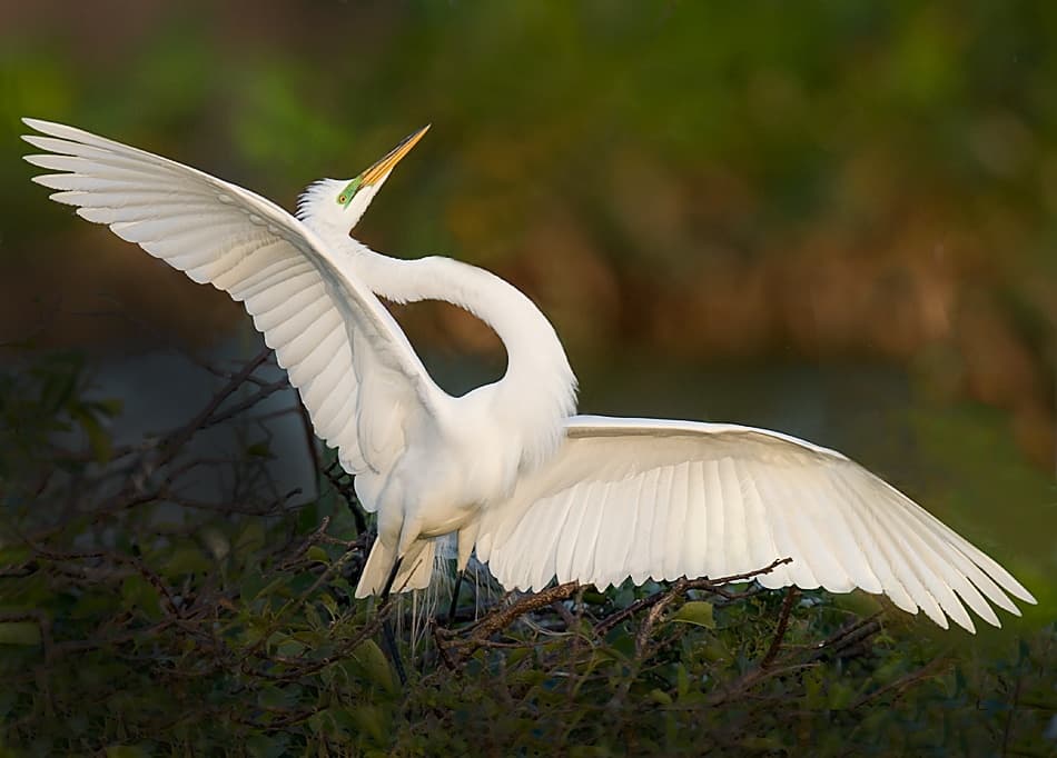 Elegant Egret Display by Fabiola Forns — canvas wall art