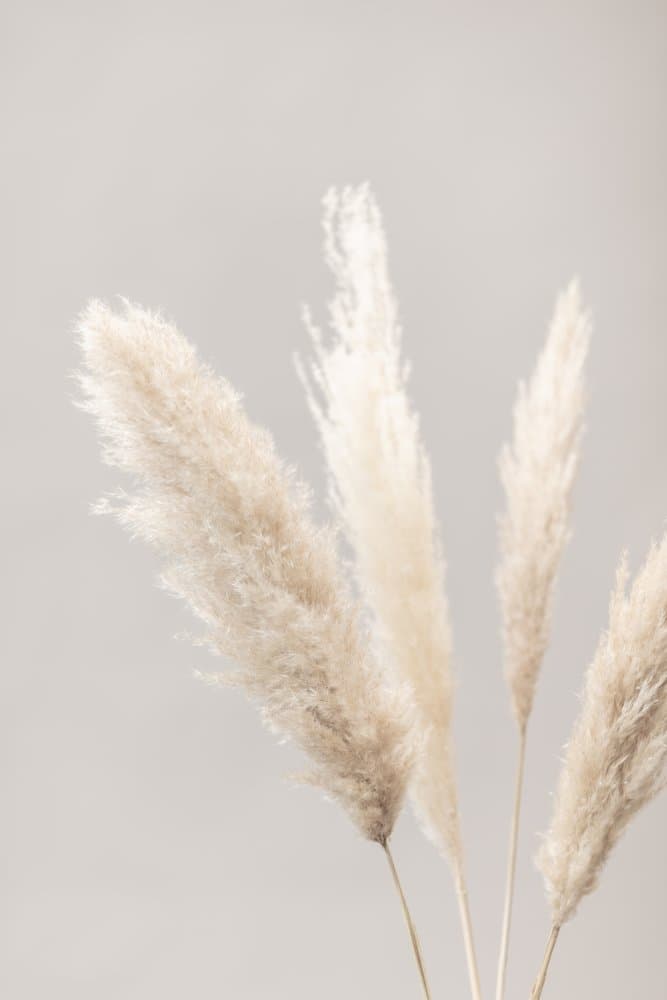 Soft Pampas Textures by Pictufy Studio III — canvas wall art