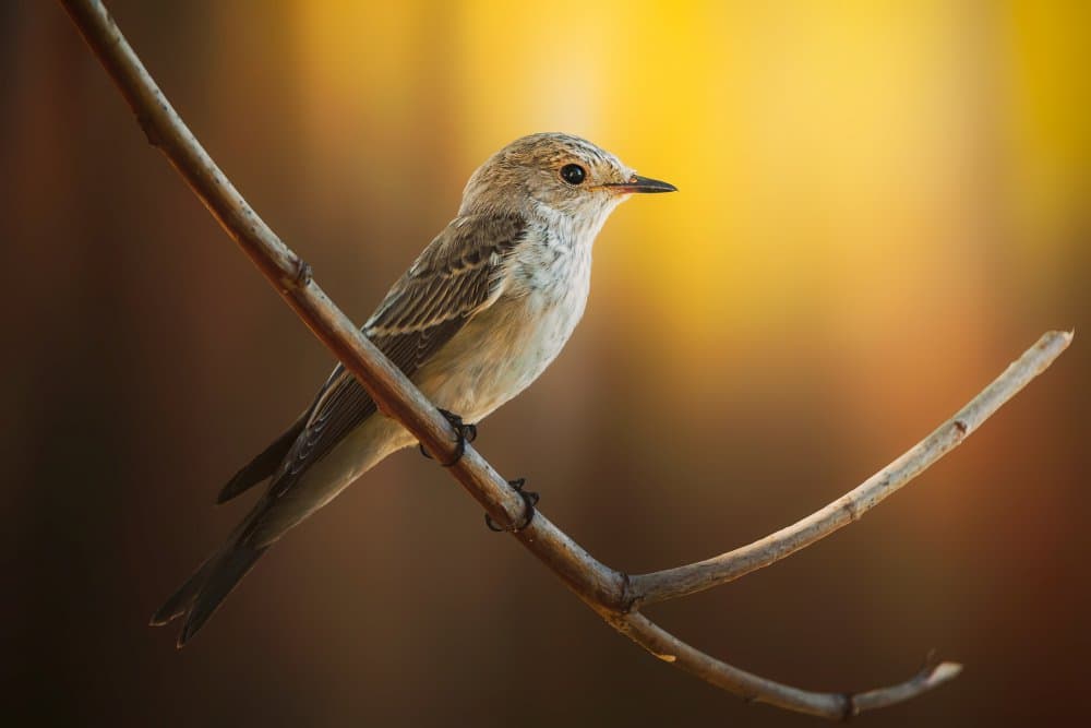 Small Bird Perched by Sina Pezeshki — canvas wall art