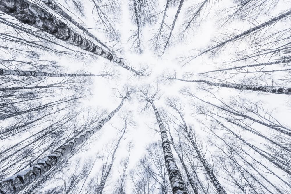 Up by Stefan Hefele — canvas wall art