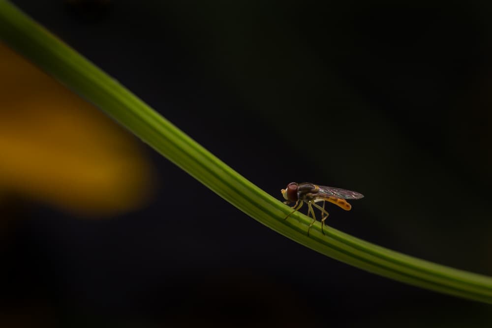 Delicate Fly on Stem by Xiaohong Zhang — canvas wall art