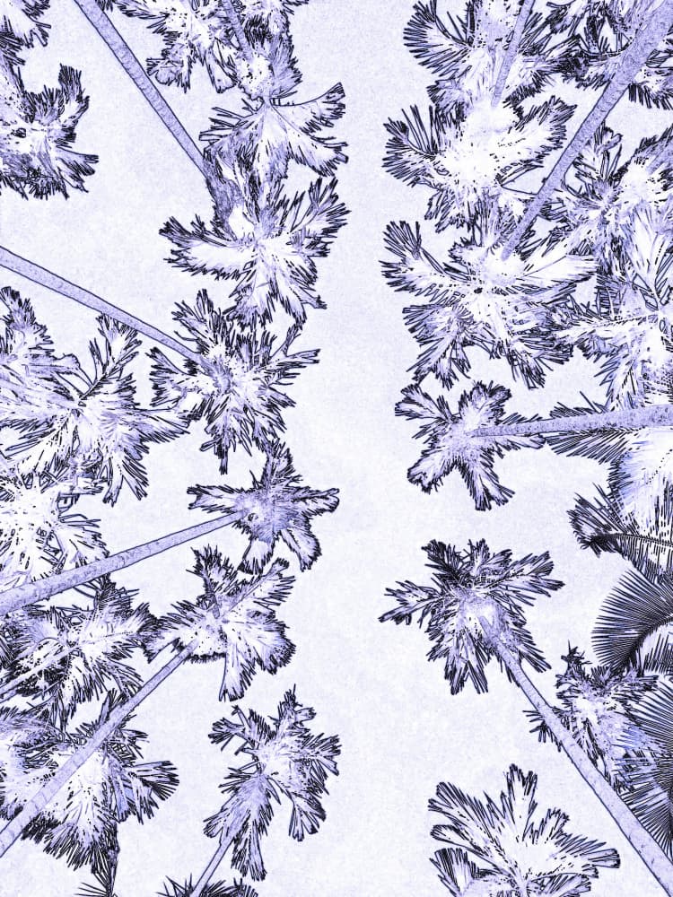 Upward Tropical Palms by Santhosh ch — canvas wall art