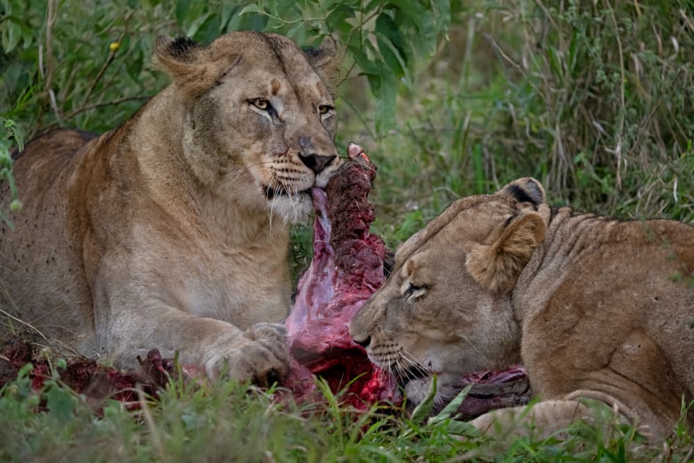 African Lionesses Feast by Marco Pozzi — canvas wall art