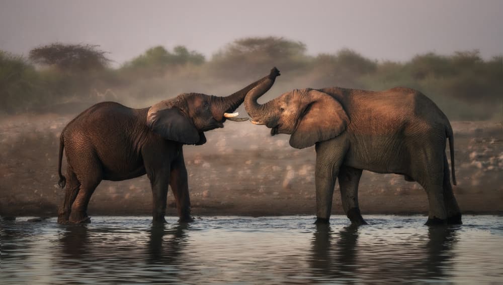 Gentle Giants Bonding by Gu and Hongchao — canvas wall art