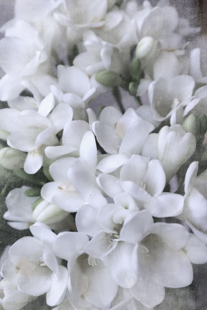White Freesia Blooms by Rosana Laiz Blursbyai — canvas wall art