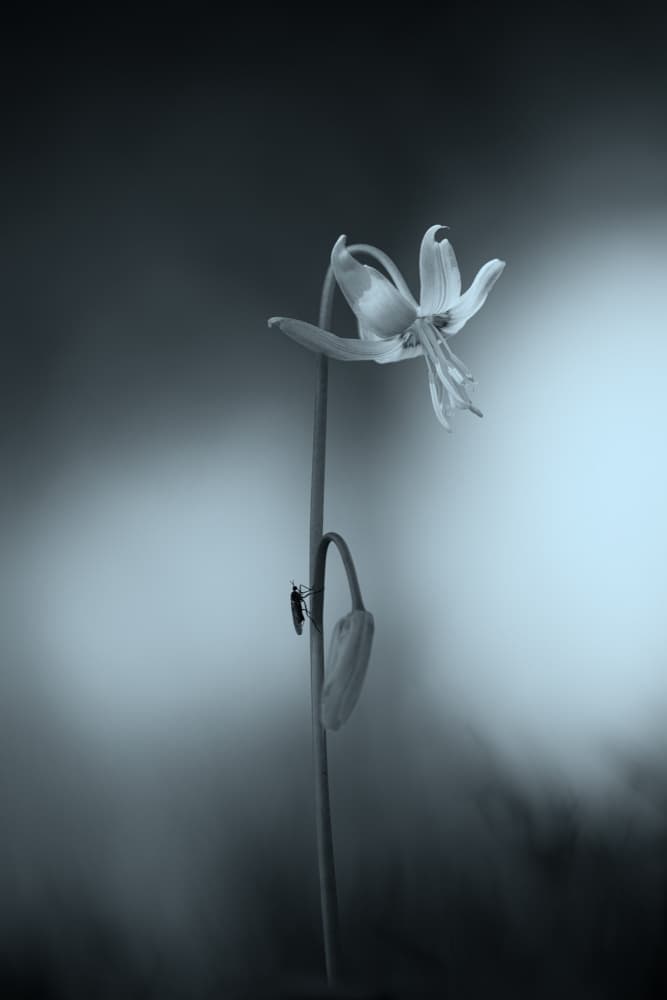 Delicate Blue Blossom by Penny Myles — canvas wall art