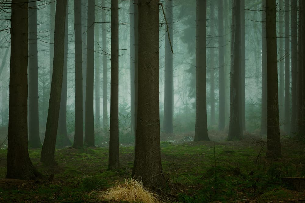 Deep Misty Woods by Ellen Borggreve — canvas wall art