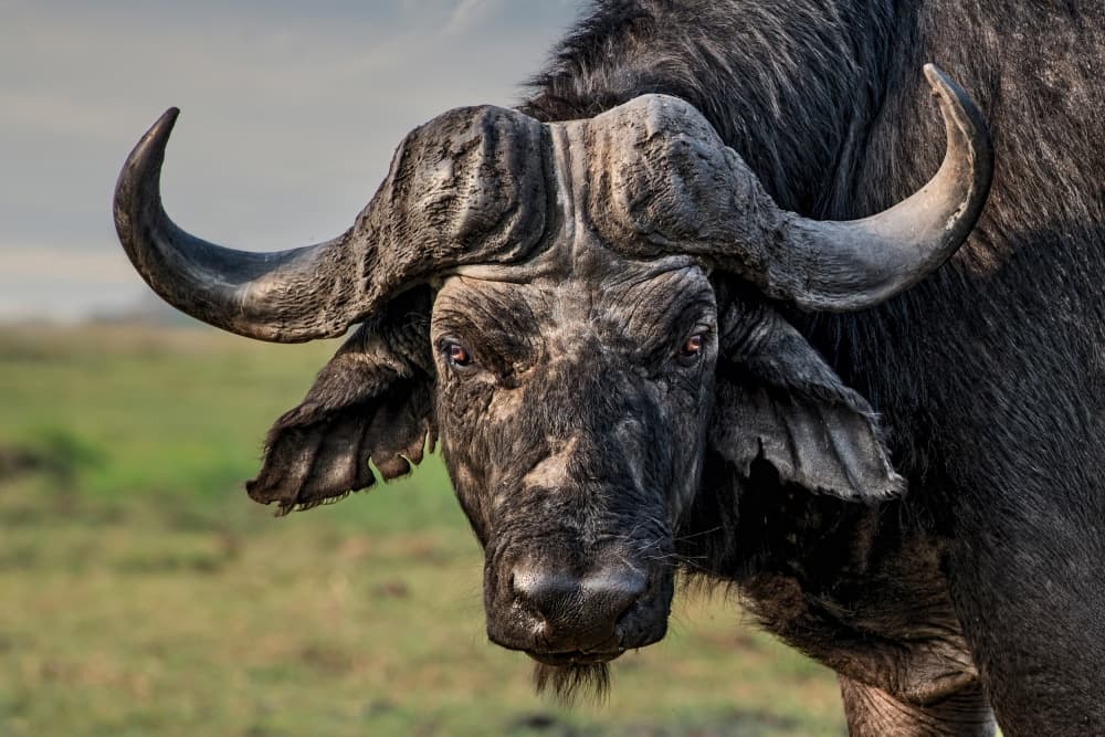 African Buffalo Stare by Piet Flour — canvas wall art