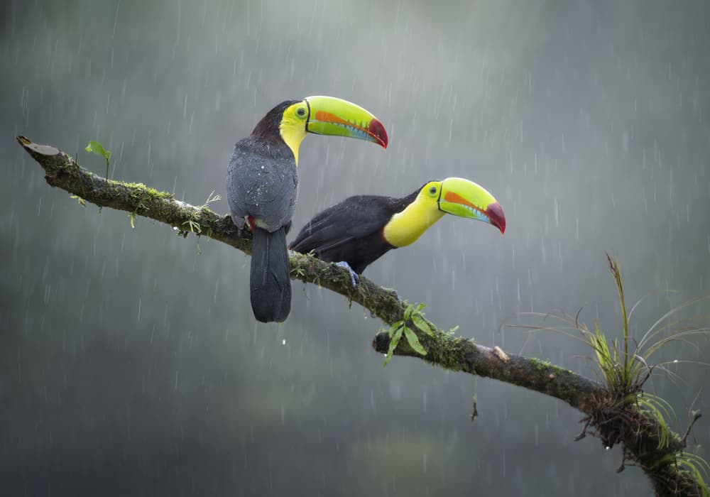 Toucans In The Rain by Larry Deng APA — canvas wall art