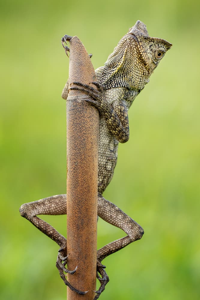 Frilled Lizard Perch by Hendy Mp — canvas wall art