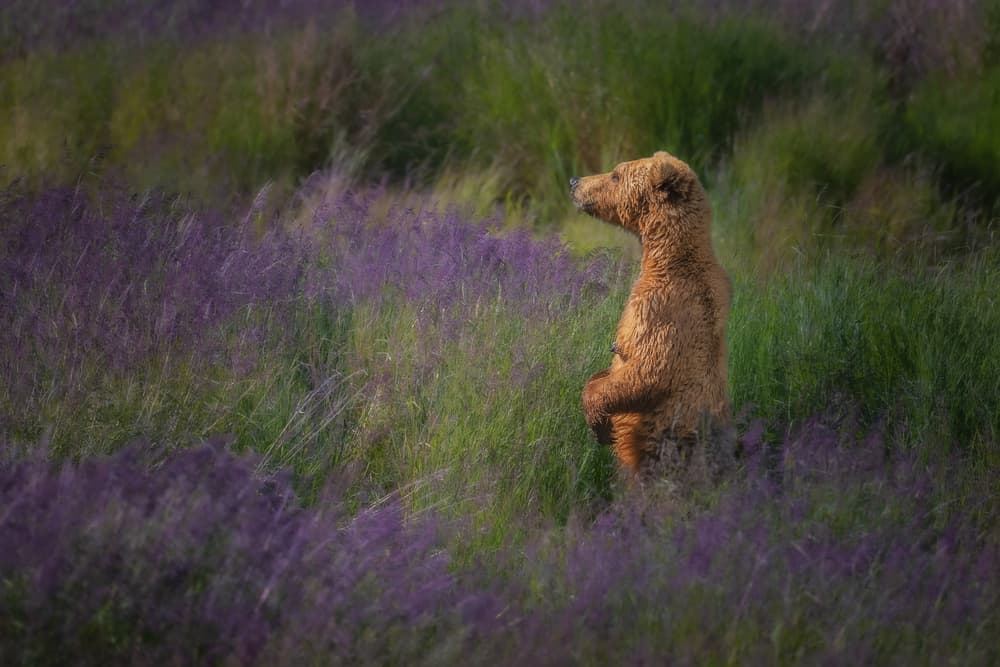 Grizzly Bear Standing Tall by Richard Liu — canvas wall art