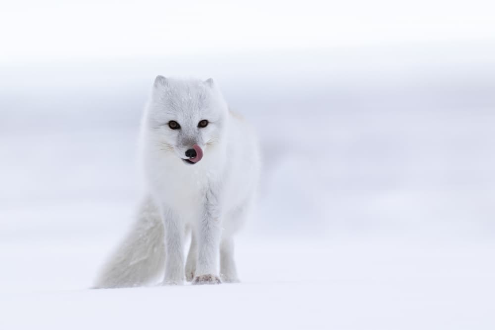 Arctic Fox In Snow by Bill Lu — canvas wall art