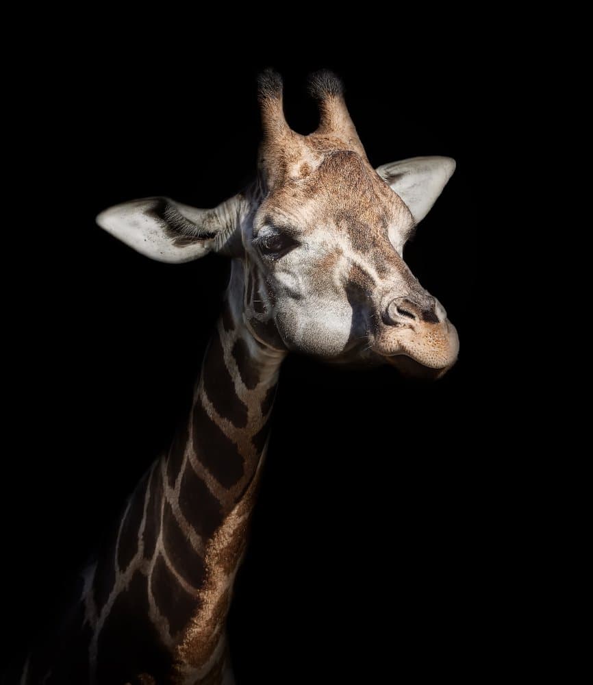 Majestic Giraffe Portrait by Helena GARCIA HUERTAS — canvas wall art