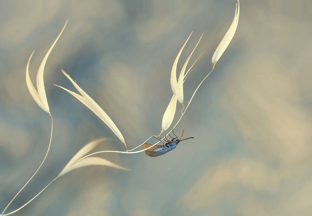 Delicate Insect Balance by Thierry Dufour — canvas wall art