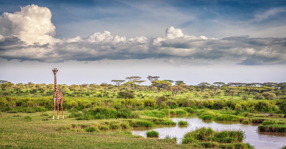 Giraffe on the Savanna by Jeffrey C. Sink — canvas wall art