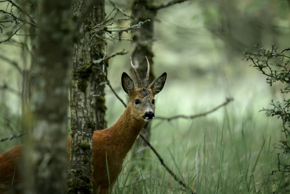 Watchful Forest Deer by Jørgen Sørensen — canvas wall art