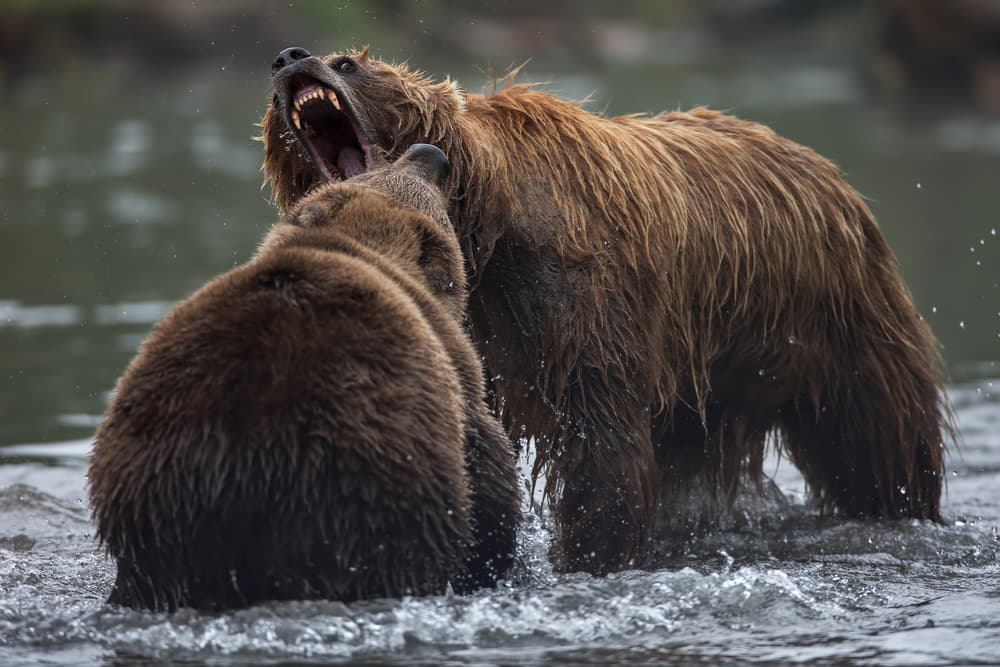 Roaring Grizzly Bear Fight by Valerio Ferraro — canvas wall art
