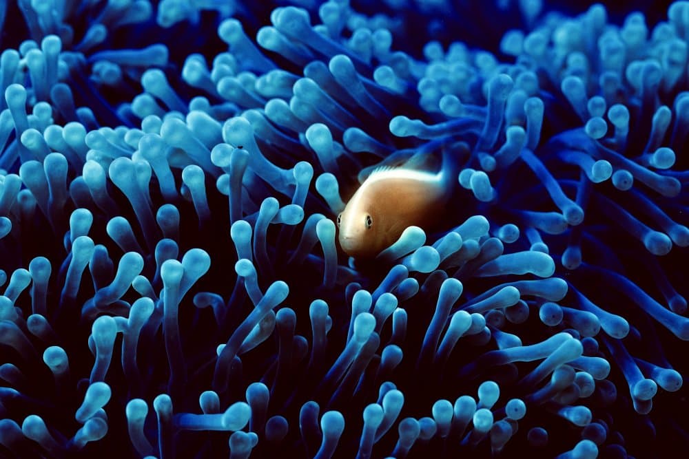 Clownfish Blue Anemone by Serge Melesan — canvas wall art