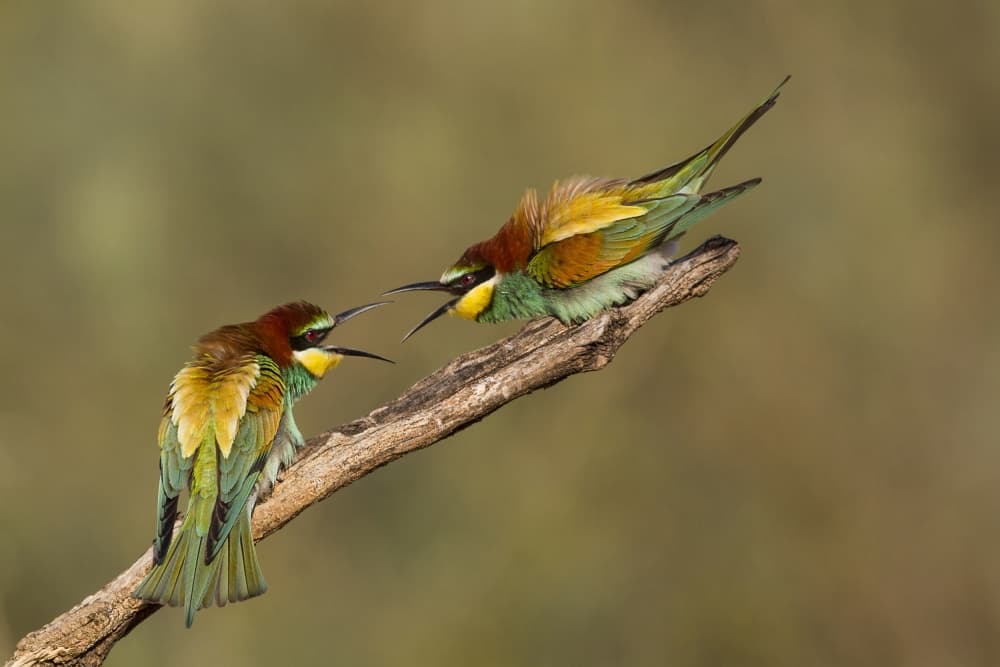 Colorful Birds Calling by Amnon Eichelberg — canvas wall art