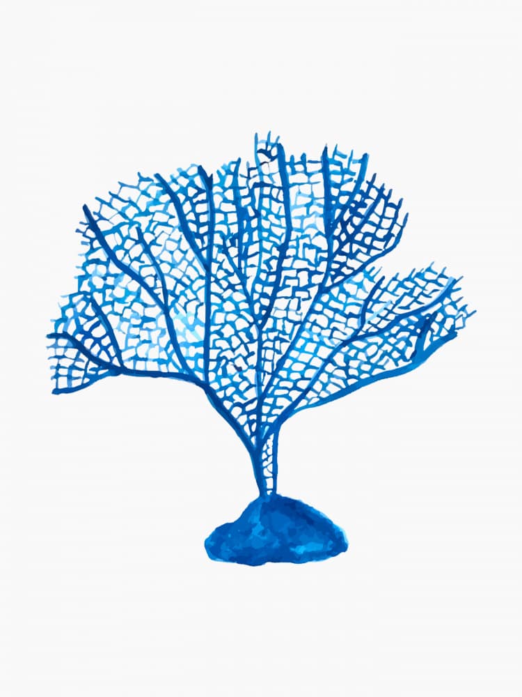 Blue Coral Fan by Elizabeth C — canvas wall art