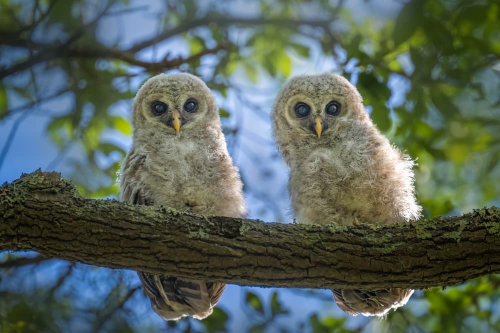 Curious Owlet Pair by Jianping Yang — canvas wall art
