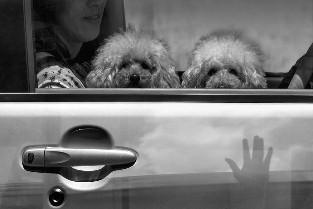Poodles and Hand Reflection by Ekkachai Khemkum — canvas wall art