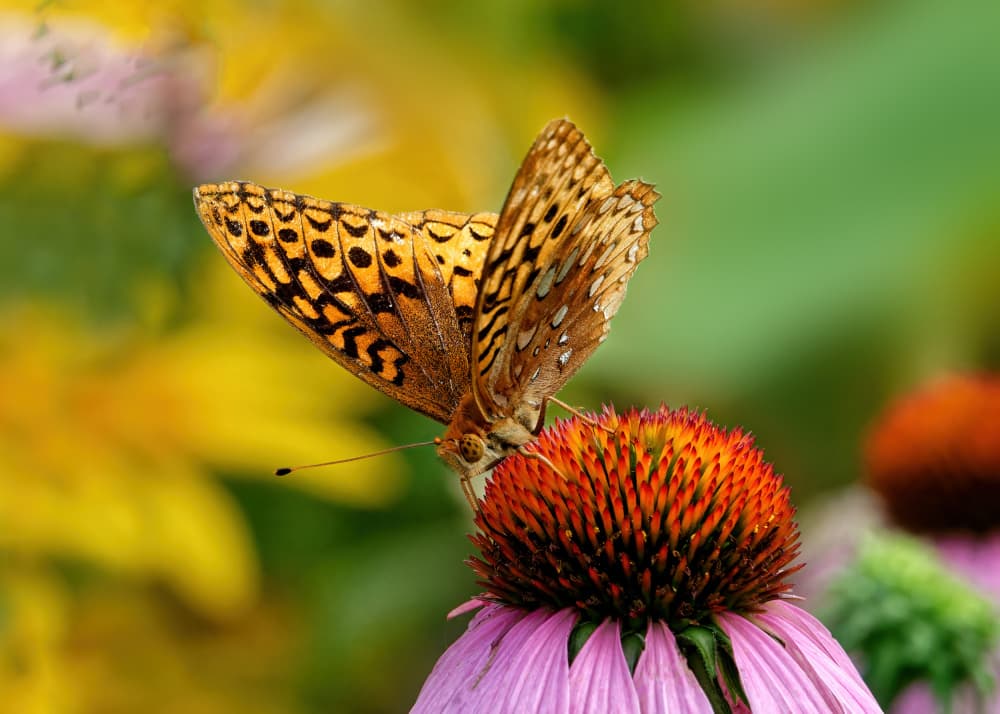 Vibrant Garden Butterfly by Lucie Gagnon — canvas wall art