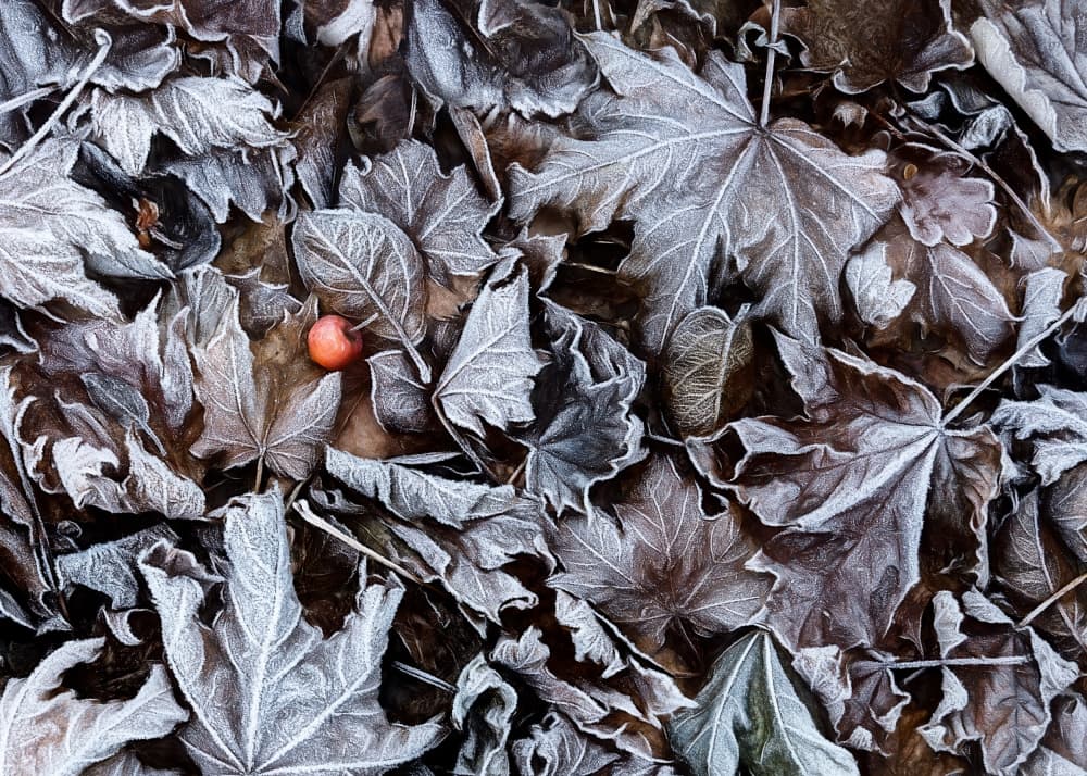 Frozen leaves by Nel Talen — canvas wall art