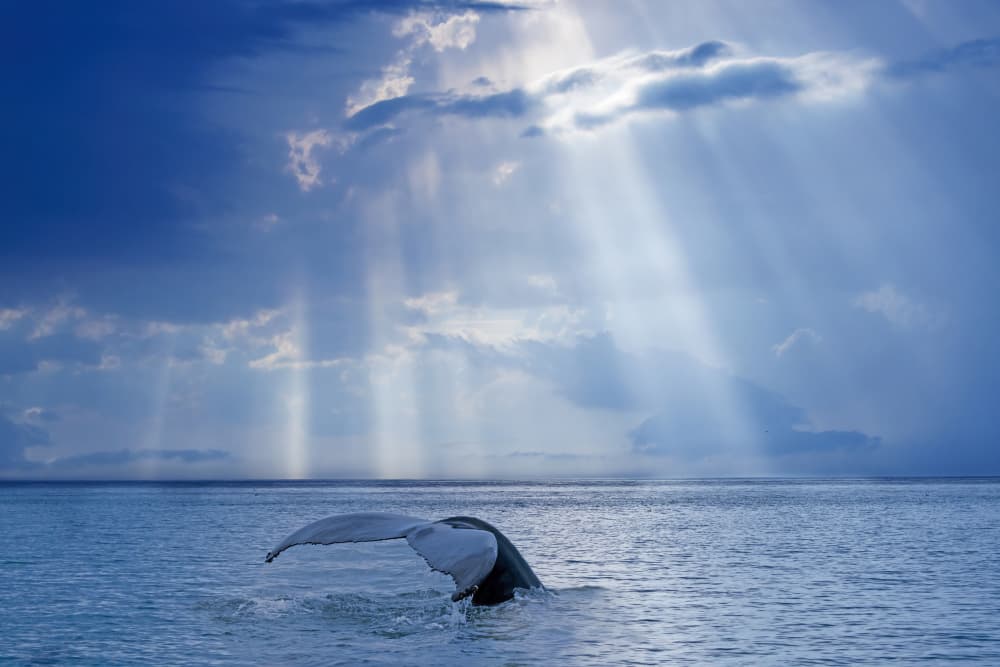 Whale Tail Sun Rays by Mircea Costina — canvas wall art