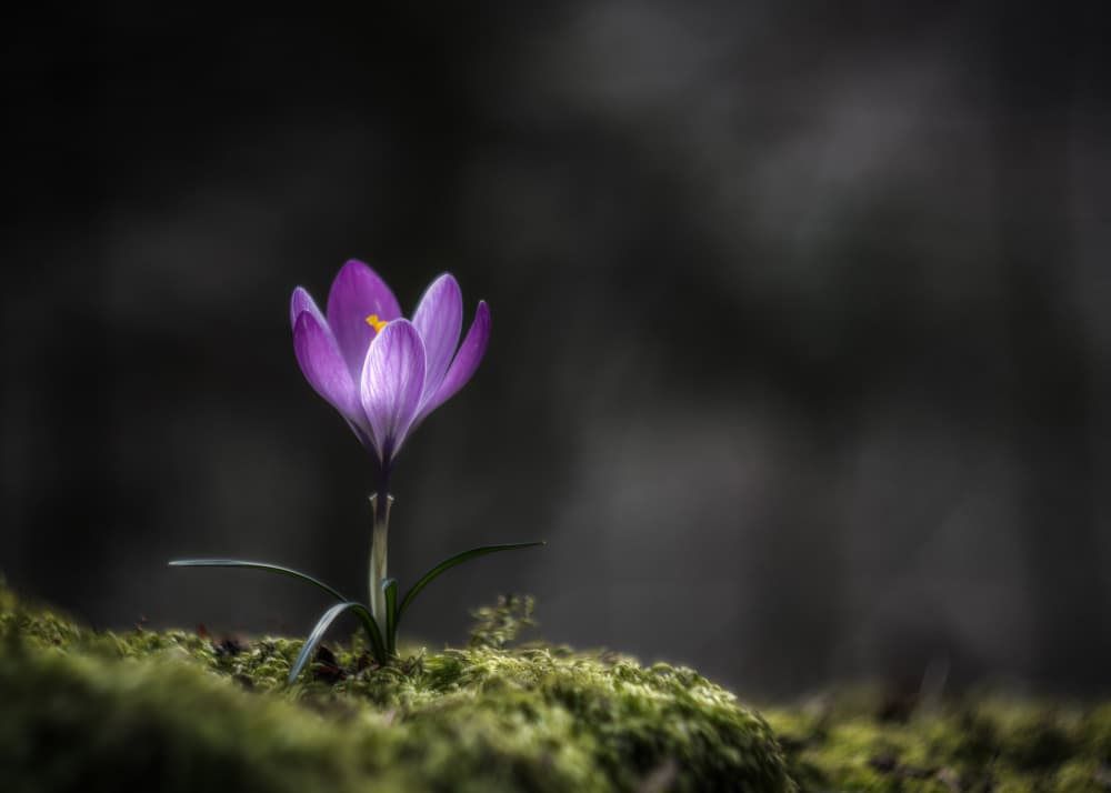 Purple Crocus Bloom by Sergio Barboni — canvas wall art