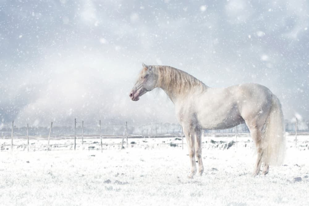 White Horse Snowfall by Celine Weerink — canvas wall art