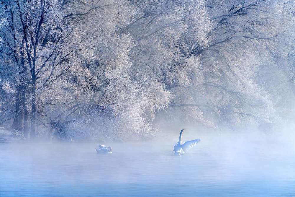 Frosted Morning Swans by Hua Zhu — canvas wall art
